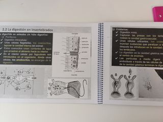 Libro biología La nutrición en animales