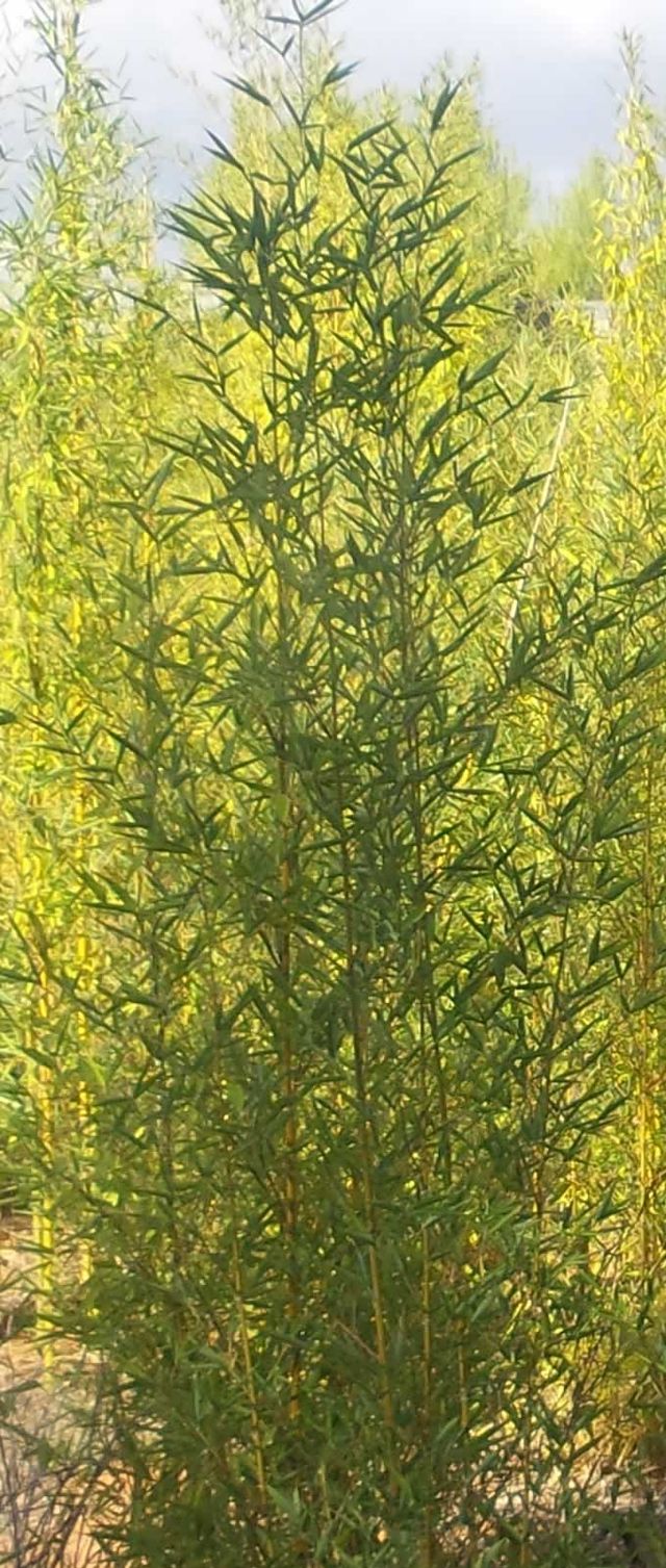 Bambu Natural x20 Plantas Feng Shui Jardin