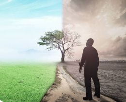 Bambu Natural x20 Plantas Feng Shui Jardin