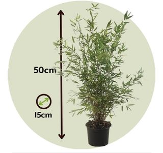 Bambu Natural x20 Plantas Feng Shui Jardin