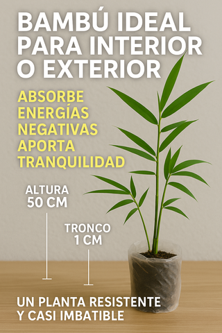 Bambu Natural x20 Plantas Feng Shui Jardin
