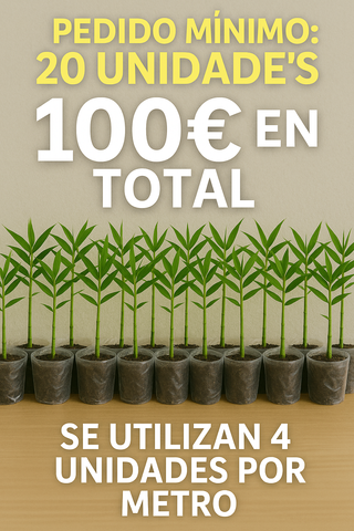 Bambu Natural x20 Plantas Feng Shui Jardin