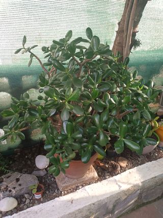Planta de Jade