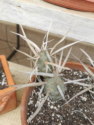 Tephrocactus Articulatus