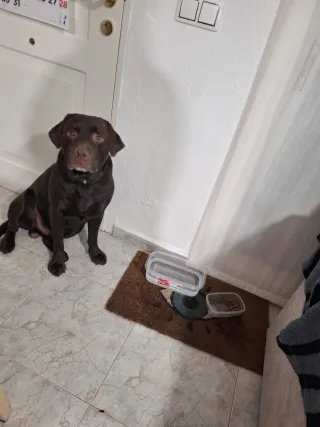 Paseamos y cuidamos a tu mascota