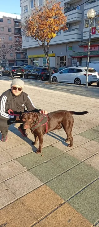 Paseamos y cuidamos a tu mascota