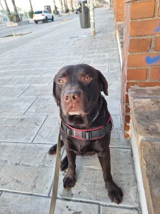 Paseamos y cuidamos a tu mascota