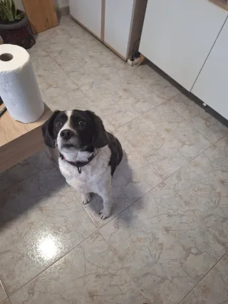 Paseamos y cuidamos a tu mascota