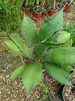 Ágave. Espectacular planta crassa.