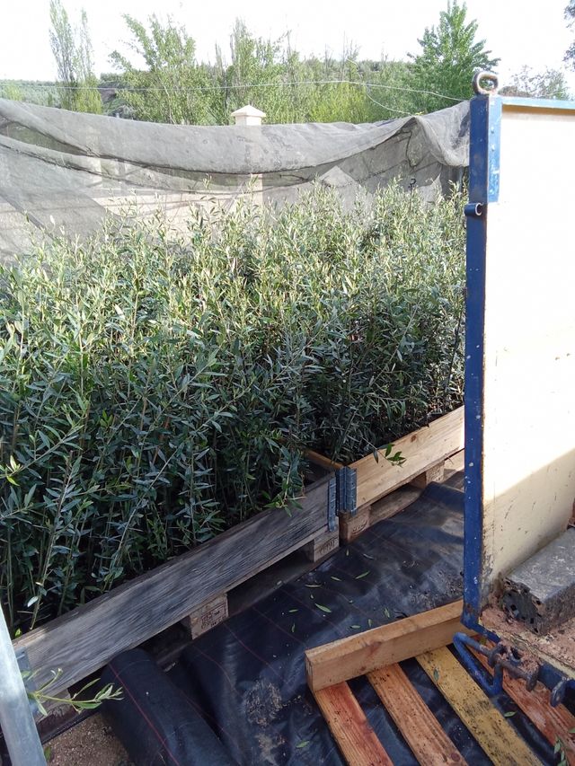 Olivi picual in vendita