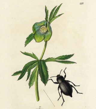 1827 ANTIGUO GRABADO BOTÁNICA Y ENTOMOLOGÍA