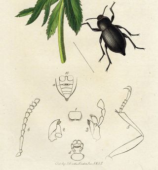 1827 ANTIGUO GRABADO BOTÁNICA Y ENTOMOLOGÍA