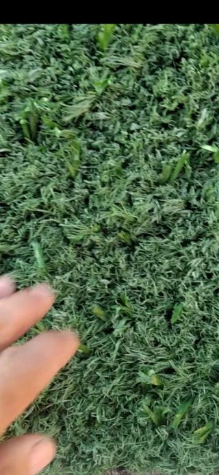 Se vende césped artificial de campos de