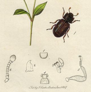 1827 ANTIGUO GRABADO BOTÁNICA Y ENTOMOLOGÍA
