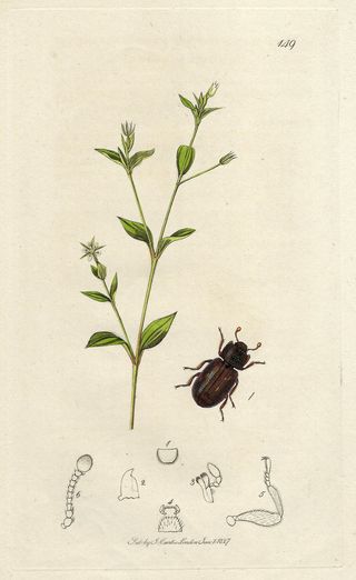 1827 ANTIGUO GRABADO BOTÁNICA Y ENTOMOLOGÍA