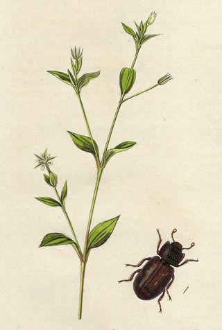 1827 ANTIGUO GRABADO BOTÁNICA Y ENTOMOLOGÍA