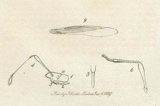 1827 ANTIGUO GRABADO BOTÁNICA Y ENTOMOLOGÍA