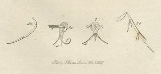 1827 ANTIGUO GRABADO BOTÁNICA Y ENTOMOLOGÍA