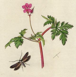 1827 ANTIGUO GRABADO BOTÁNICA Y ENTOMOLOGÍA