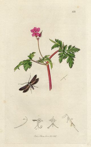 1827 ANTIGUO GRABADO BOTÁNICA Y ENTOMOLOGÍA
