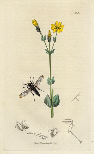 1827 ANTIGUO GRABADO BOTÁNICA Y ENTOMOLOGÍA