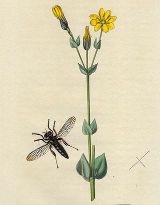 1827 ANTIGUO GRABADO BOTÁNICA Y ENTOMOLOGÍA