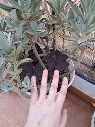 Planta Kalanchoe tomentosa
