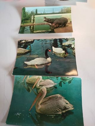Postales zoológico Barcelona años 70colección