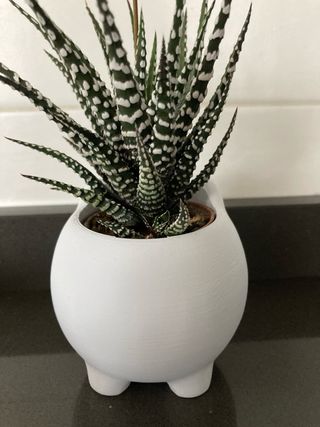 Gattino Vaso decorativo stampa 3d idea bomboniere 