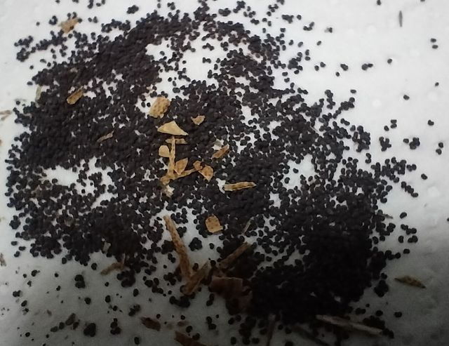 Semillas amapola salvaje roja