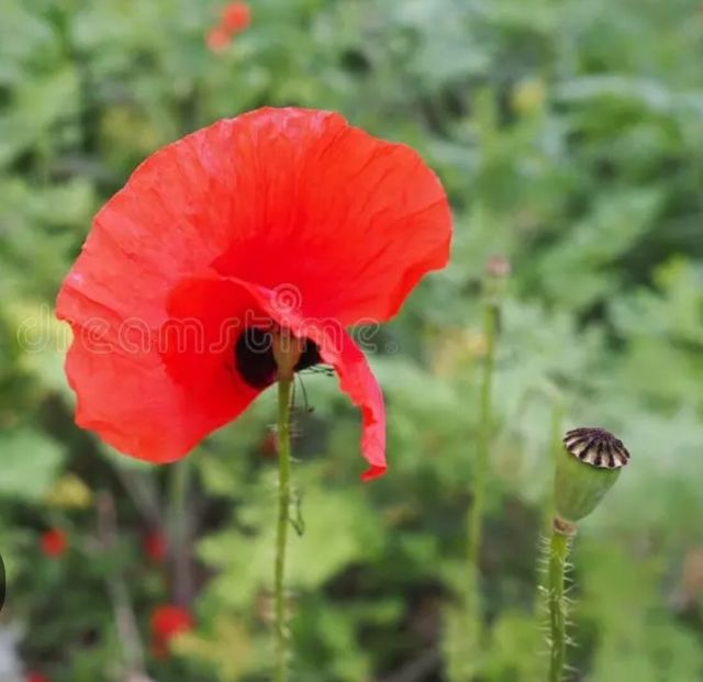 Semillas amapola salvaje roja
