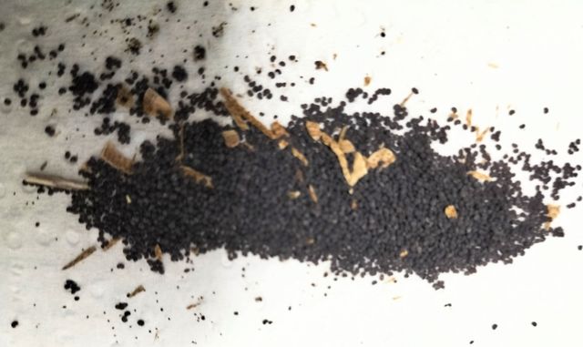 Semillas amapola salvaje roja