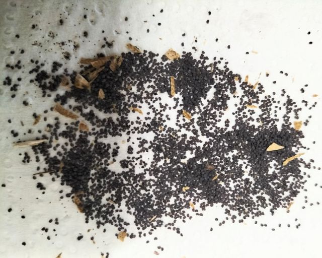 Semillas amapola salvaje roja