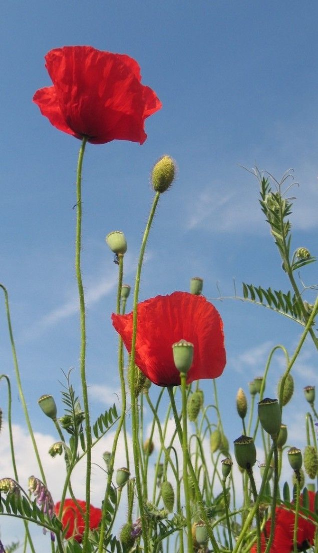 Semillas amapola salvaje roja