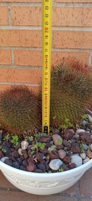 Cactus Mammillaria backebergiana.