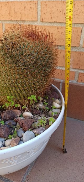 Cactus Mammillaria backebergiana.