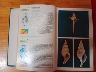 libro de moluscos