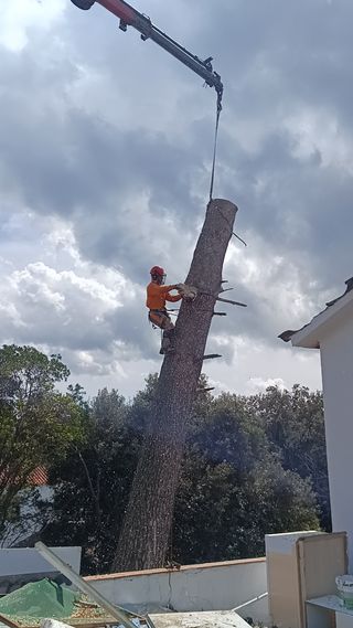 Tala poda de árboles palmeras parcelas 