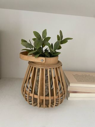 maceta pequeña de madera y planta