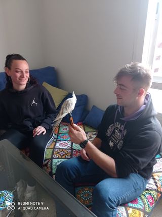 CUIDADO DE MASCOTAS SEVILLA