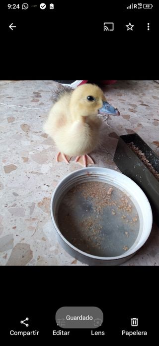CUIDADO DE MASCOTAS SEVILLA