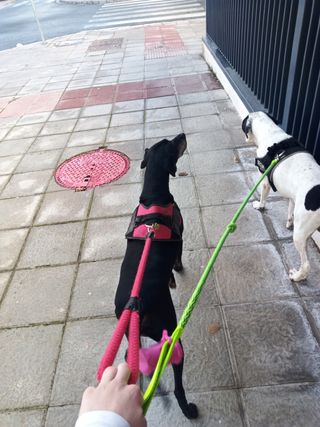CUIDADO DE MASCOTAS SEVILLA