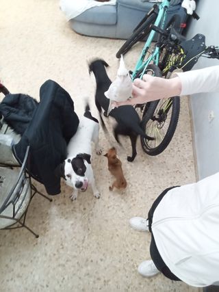 CUIDADO DE MASCOTAS SEVILLA