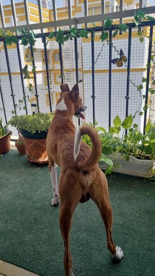 CUIDADO DE MASCOTAS SEVILLA