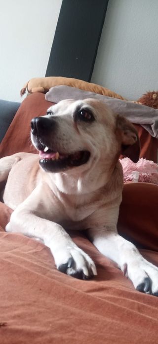 CUIDADO DE MASCOTAS SEVILLA