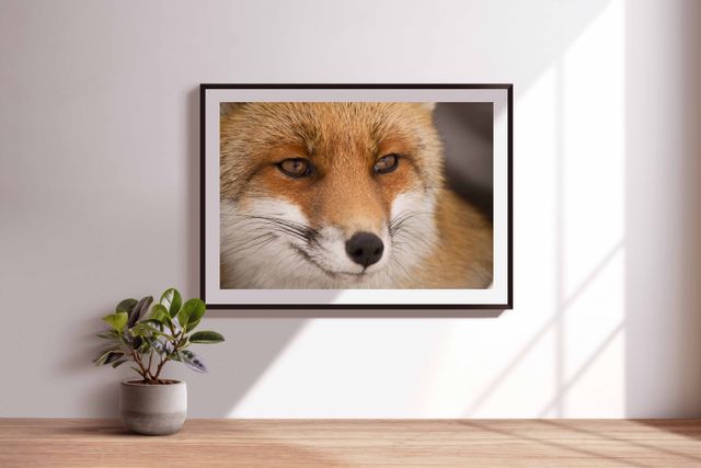 Poster fotografico ritratto di volpe rossa