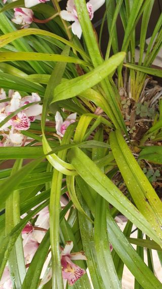Orquideas   sem vaso roseo