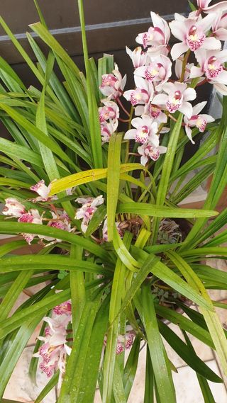 Orquideas   sem vaso roseo
