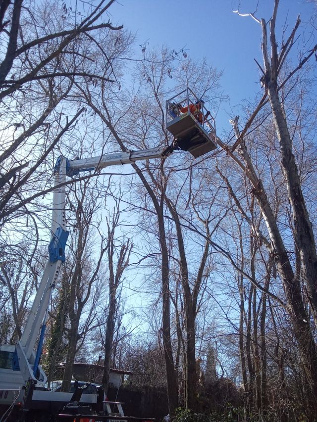 Poda en altura y limpieza de canalones