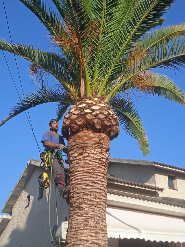 Poda en altura y limpieza de canalones